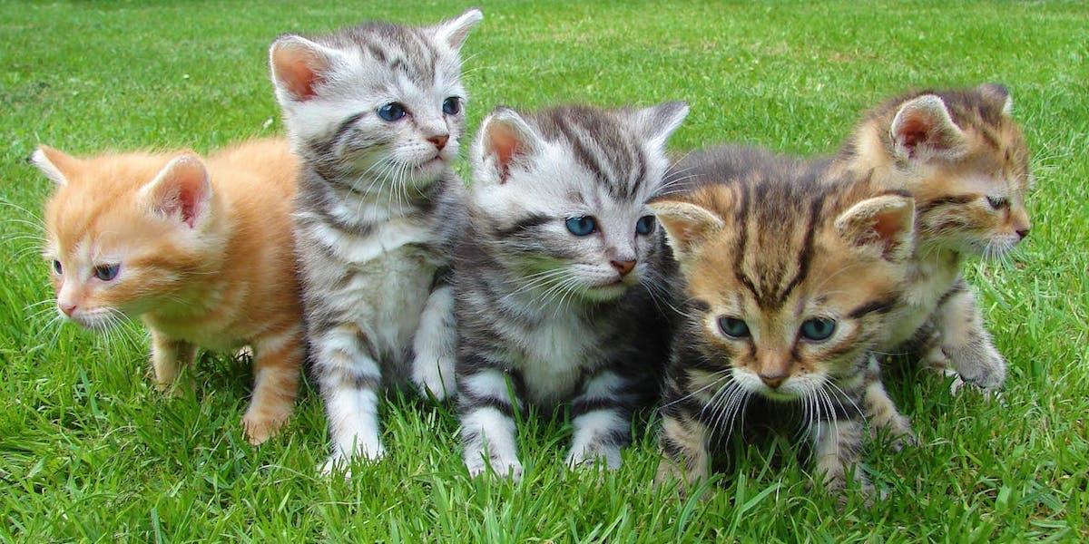 Fem kattungar. Föreningen Kattkommando Syd har just fyllt 25, de kastrerar alla hemlösa katter de räddar så att inga fler katter ska födas i hemlöshet