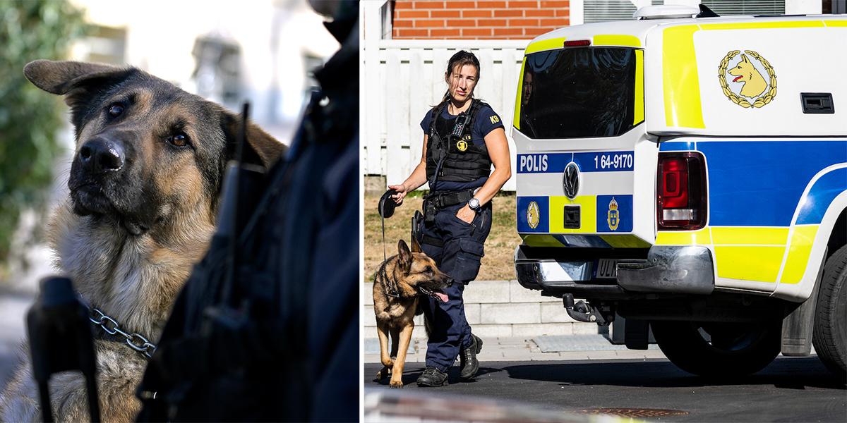 En polishund och en hundförare med sin hund utanför en hundförarbil. Polisens hundar mår dåligt och stressas av att åka i de nya bilarna för hundpatrullen