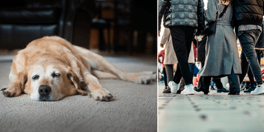 hundägare