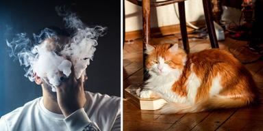 En man röker och en katt ligger på ett parkettgolv. En hyresgäst har rökt i sin lägenhet och hans katt har kissat på parkettgolvet, något som enligt en dom nu kommer kosta honom 740 000 kronor