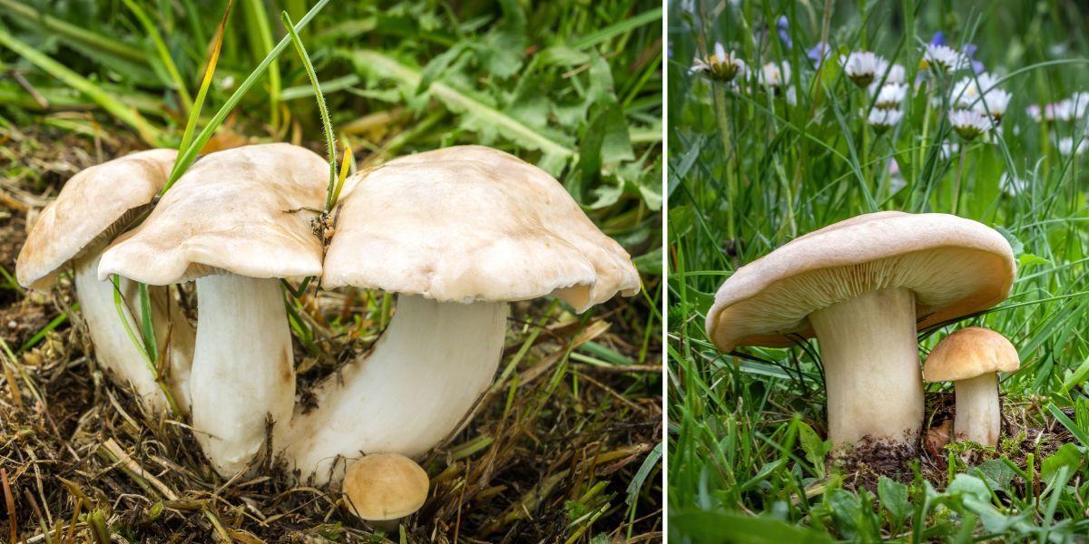 Vårmusseron, det är en vit svamp som kommer på våren och smakar bättre än den luktar.
