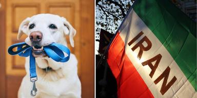 En hund håller i sitt koppel och den iranska flaggan. Iranska myndigheter har utökat förbudet att rasta hundar offentligt till flera städer över hela landet
