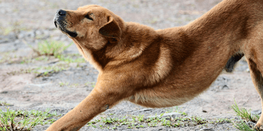hund