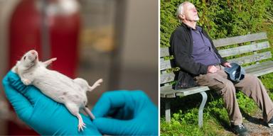 En mus i händerna på en forskare och en man som vilar. En kombination av två cancerläkemedel har visat sig ge möss längre liv och friskare ålderdom, nu hoppas forskare att läkemedelskombinationen även ska kunna ge människor ett friskare åldrande.
