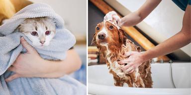 En katt torkas av med en handduk och en hund badas. Även hundar och katter han bli allergiska och då kan det hjälpa att torka av deras päls med en fuktig trasa när de varit ute och att regelbundet bada hunden