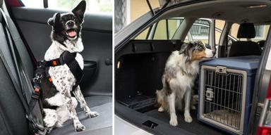 En hund med säkerhetsbälte och en hund bredvid en transportbur i en bil.
