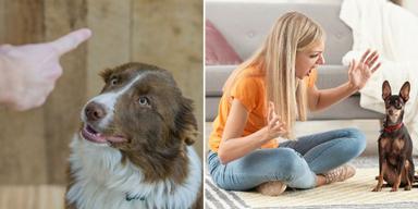 en man bannar sin hund och en kvinna skäller på sin hund.