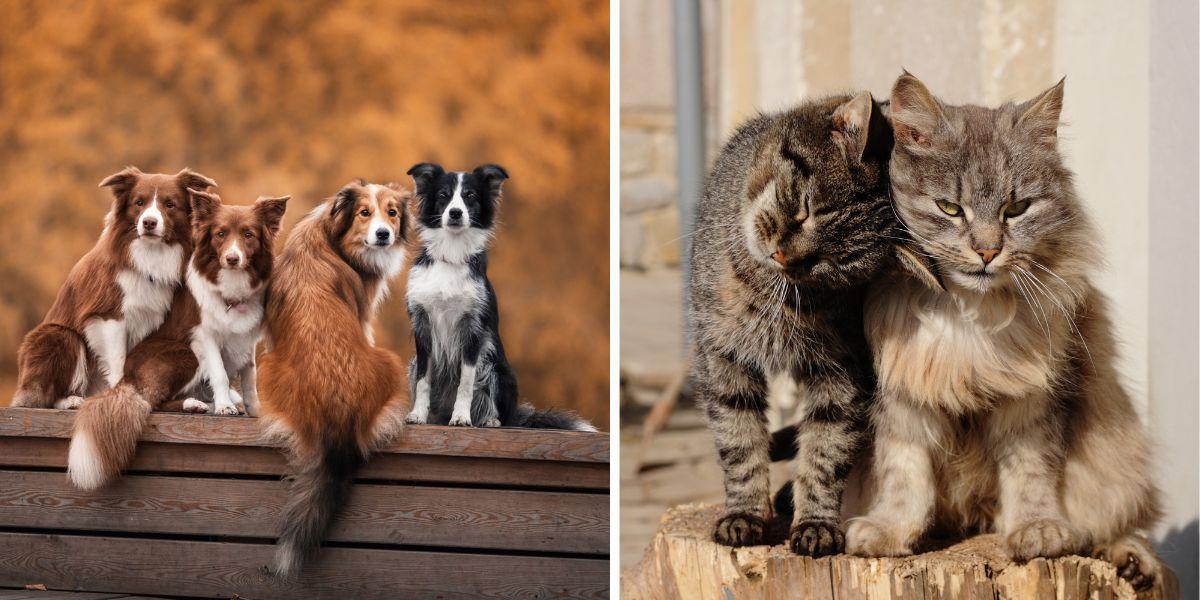Hundar och katter. I går antog EU-parlamentets jordbruksutskott sin ståndpunkt om EU-standarder för avel, och hantering av hundar och katter, samt för regler om mikrochippning.