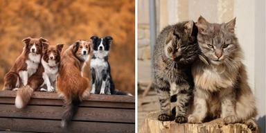 Hundar och katter. I går antog EU-parlamentets jordbruksutskott sin ståndpunkt om EU-standarder för avel, och hantering av hundar och katter, samt för regler om mikrochippning.