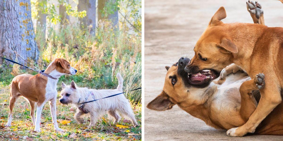 Två kopplade hundar och två hundar som slåss. Du kan undvika en hundattack genom att hålla din hund kopplad så att den inte kan springa fram till främmande hundar