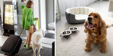 En kvinna anländer till ett hotell med sin hund och en hund sitter på ett hotellrum med vattenskål och hundbädd