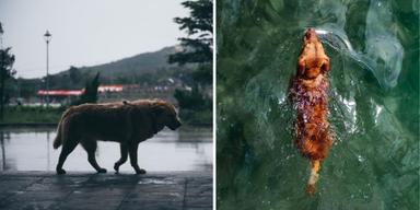 En hund går och en hund simmar. Hunden Amber lyckades rymma från sitt nya hem och gick 16 mil och simmade till en ö innan hon hittades igen