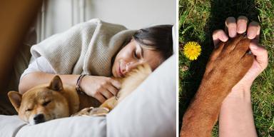 En hund sover med sin ägare och en hund har sin tass i en människas hand
