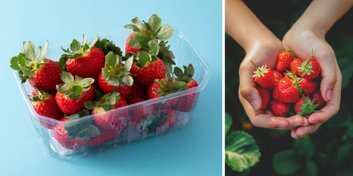 En förpackning med jordgubbar och någon håller jordgubbar i händerna