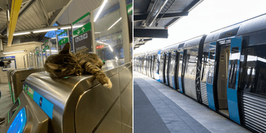 katten