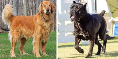 Hundraserna Golden retriever, till vänster, och cane corso, till höger är på gång att få mentalindex.