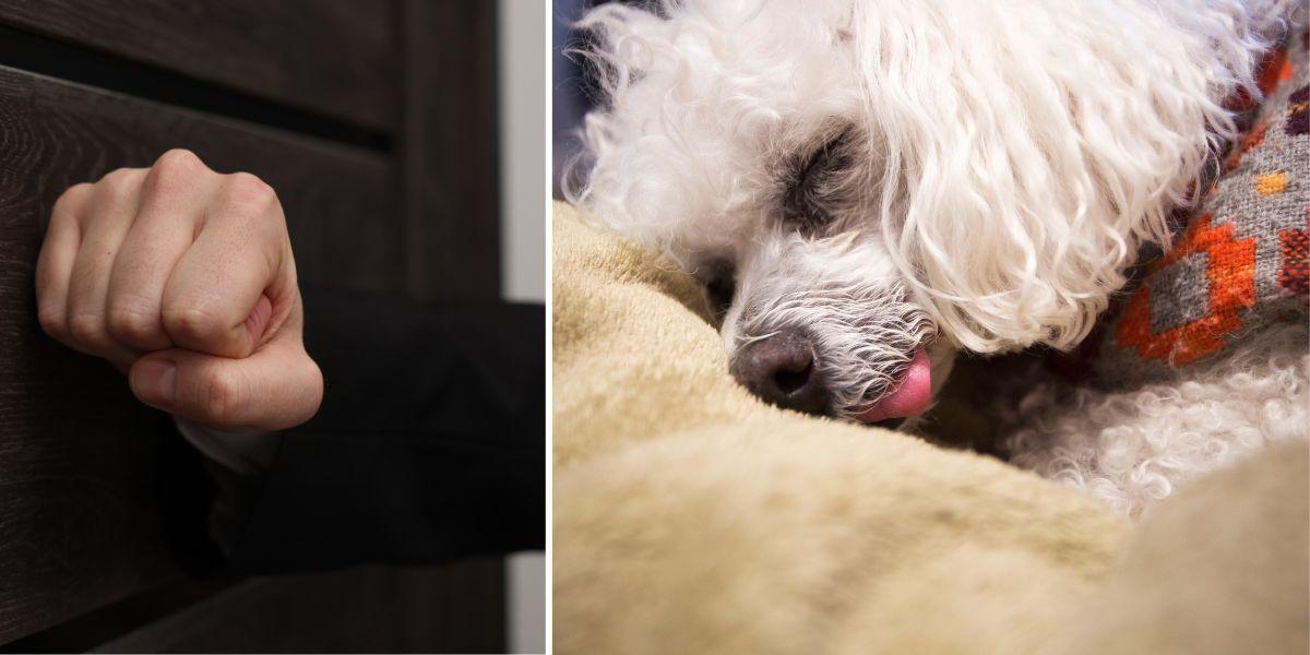 Någon bankar på en dörr och en hund, en vit pudel, ligger i sin hundbädd