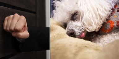 Någon bankar på en dörr och en hund, en vit pudel, ligger i sin hundbädd