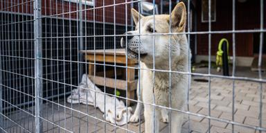 En hund i en hundgård inomhus på Hundstallet i Stockholm. Hundstallet får in allt fler hundar och många av dem är så kallade pandemihundar