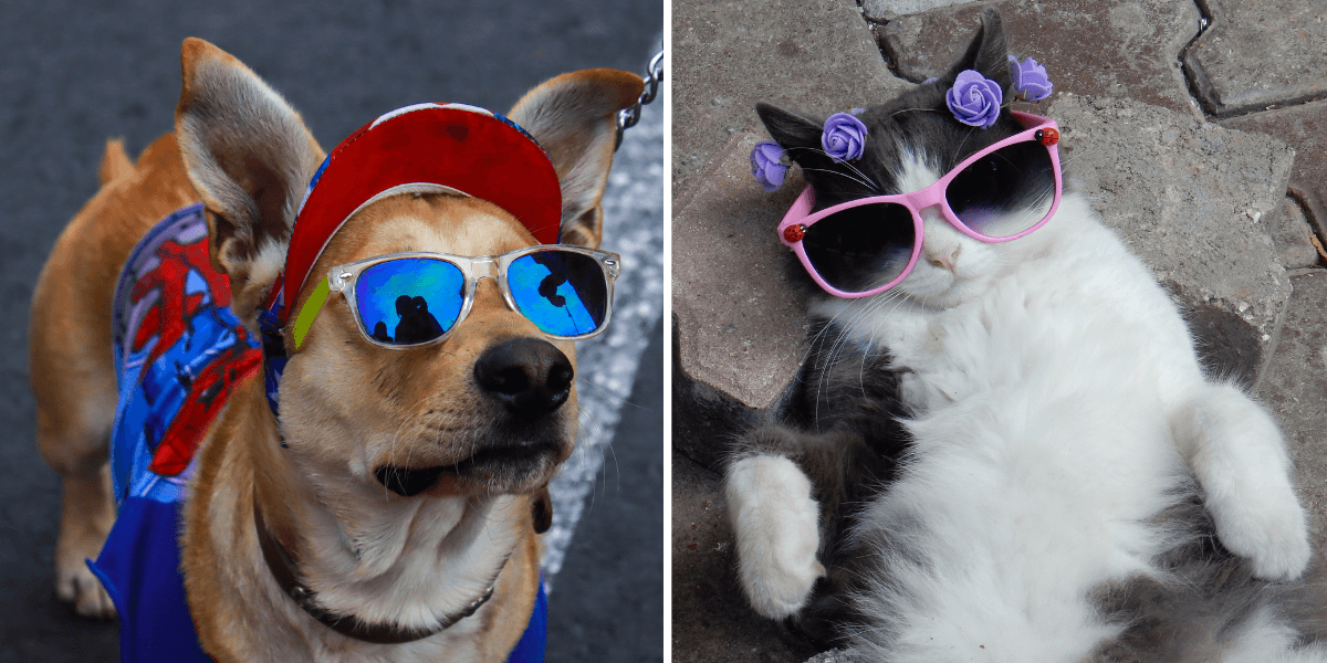 en hund och en katt med solglasögon. Här är några vanliga sommarfaror för hundar och katter