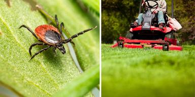 En vanlig fästing, Ixodes ricinus, och någon klipper gräsmattan
