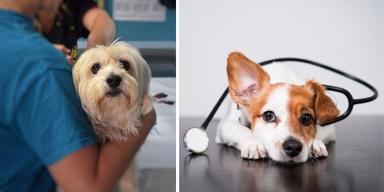 Två hundar hos veterinären. Veterinärkedjorna Evidensia och Ani Cura anklagas för att bedriva vård som brister och fokusera på pengar. Hundarna på bilden har ingenting med texten att göra