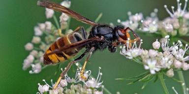 En sammetsgeting, Vespa velutina.