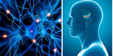 Svensk forskning har nu visat att nya nervceller bildas hos vuxna människor i hjänans hippocampus. Till vänster, nervceller och till höger, hippokampus struktur i hjänan.