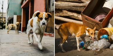 Gatuhundar. Visst kan det kännas bra att hjälpa en gatuhund och importera den till Sverige och ge den ett hem, men alla organisationer som importerar dessa hundar är inte seriösa och det är svårt att veta om alla papper stämmer.