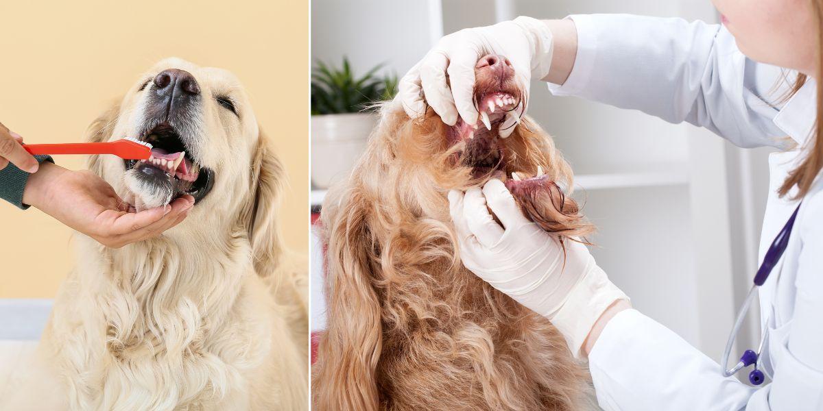 Någon borstar tänderna på en hund och en veterinär kontrollerar en hunds mun. Du kan sköta om din hunds tandhälsa genom att borsta hundens tänder varje dag och be veterinären kolla munnen när ni är där.