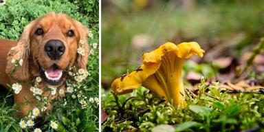 En hund och kantareller. Hundar av alla raser kan lära sig att hitta kantareller.