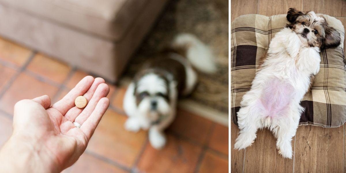 En hund ska få en tablett och en hund ligger på rygg. Hundar får allt mer antidepressiva, ångestdämpande läkemedel mot beteendeproblem, men ibland är det kanske snarare deras ägare som är problemet?