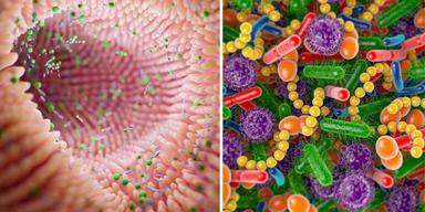 Till vänster, illustration av tarmmikrobiom. Till höger, illustration av bakterier och mikroorganismer i mänskligt mikrobiom