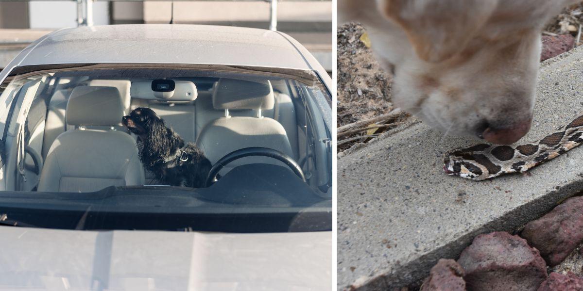 En hund instängd i en bil och en hund nosar på en orm. Två vanliga sommarfaror för hundar är värmeslag efter att ha lämnats instängda i en bil som snabbt blir för het och ormbett.