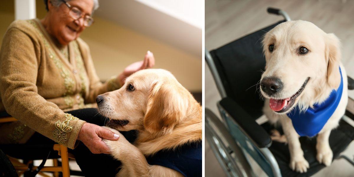 En kvinna hälsar på en hund och en hund sitter i en rullstol. På ett åldreboende i Tibro är en hund som håller på att utbildas till vårdhund sommarpraktikant.