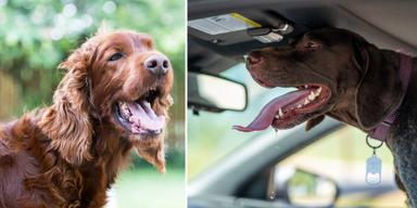 En hund flåsar utomhus och en hund i en bil flåsar