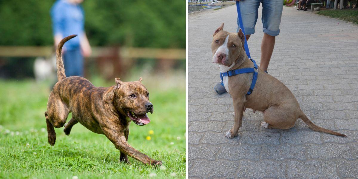 En stor muskulös hund springer lös och en dito hund är kopplad. Hundcoachen Fredrik Steen tycker att hundägare som har att stora, muskulösa hundar ibland är naiva och låter sina hundar springa lösa. Han menar att hundägare kan behöva ta mer ansvar och att ett koppel nog är den bästa försäkring en hundägare kan ha