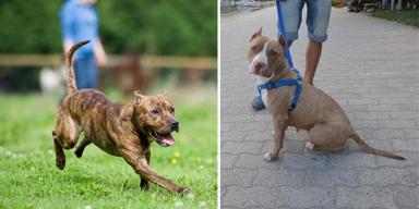 En stor muskulös hund springer lös och en dito hund är kopplad. Hundcoachen Fredrik Steen tycker att hundägare som har att stora, muskulösa hundar ibland är naiva och låter sina hundar springa lösa. Han menar att hundägare kan behöva ta mer ansvar och att ett koppel nog är den bästa försäkring en hundägare kan ha