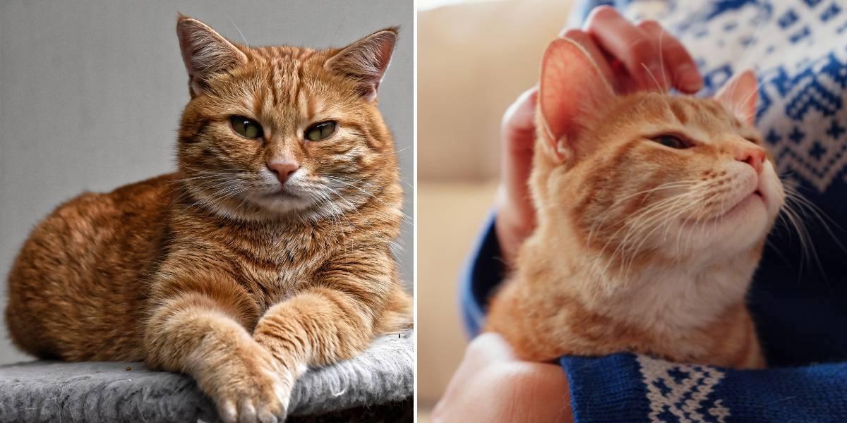 En katt ligger förnöjd på soffan och en katt blir klappad av sin ägare. Det finns en regel gällande kattlådor som alla kattägare bör följa, i alla fall enligt en djurbeteendeexpert som hjälpt hundratals katter fungera bättre i sina familjer.