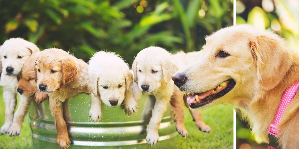 Golden retriever-valpar och en vuxen golden retriever. Första gången golden retriever-tiken Sola fick valpar fick hon en rekordstor kull. Det är inte Sola och hennes valpar på bilden.