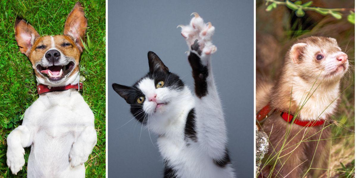 En hund, en katt och en iller. Hundar, katter och illrar kan resa fritt inom EU om de har ett EU-pass för sällskapsdjur