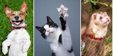 En hund, en katt och en iller. Hundar, katter och illrar kan resa fritt inom EU om de har ett EU-pass för sällskapsdjur