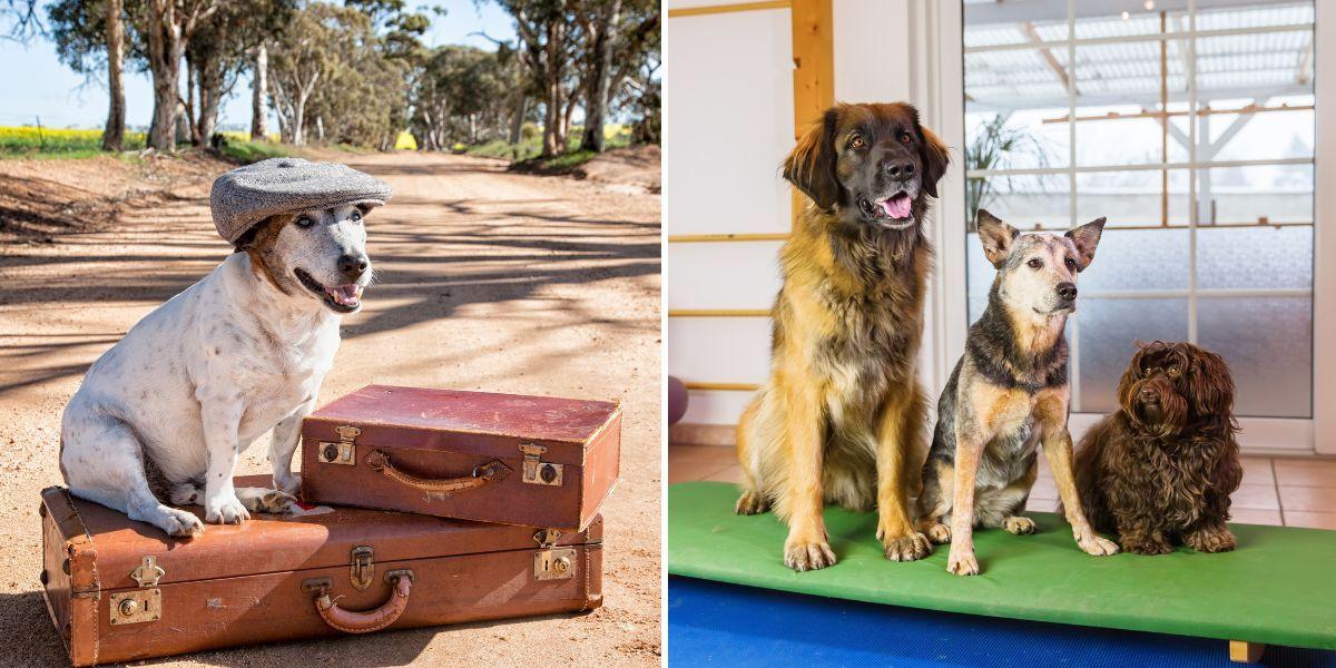 En hund och några resväskor och tre hundar sitter bredvid varandra. Söndagen den 24 augusti hittades 21 hundar döda på ett hundpensionat. Hundarna på bilden har ingenting med texten att göra
