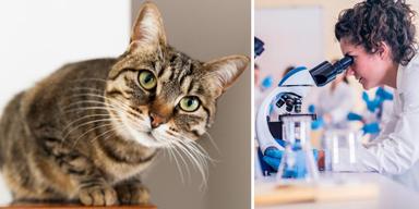 En katt och en forskare. Katter kan utveckla demens naturligt och de hjärnförändringar som demenssjuka katter får är väldigt lika dem människor med Alzheimers sjukdom drabbas av