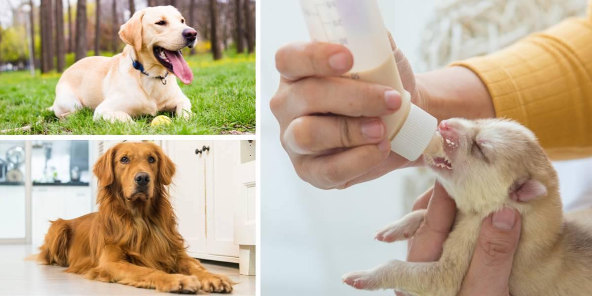 Hundalpen skulle kunna vara en labrador, högst upp till vänster, eller en Golden retriever, längst ned till vänster. Nu är valpen så pass liten att den måste matas med nappflaska, till höger.