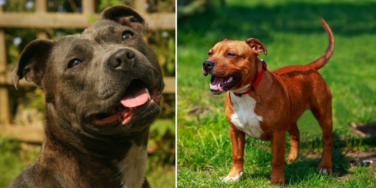 Två hundar av rasen staffordshire bullterrier, dock inte hundarna i texten. Rasen har tidigare använts som kamphund men är nu en sällskapshund.