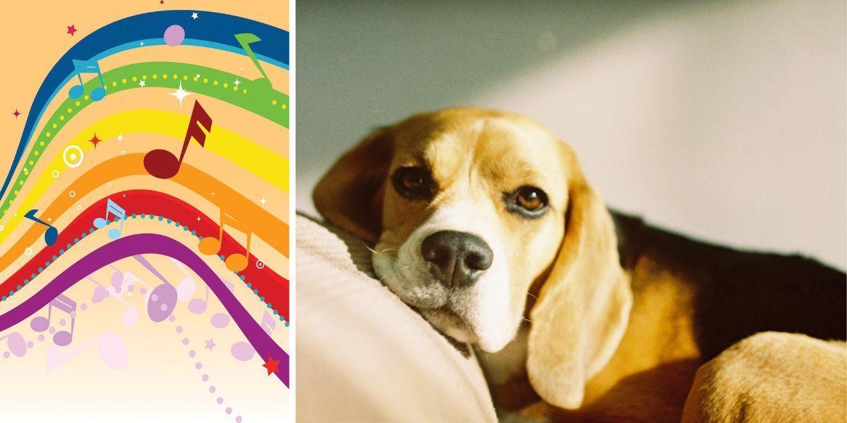 Noter och en beagle ligger i en soffa. Hunden Jude, en beagle, ber Alexa sätta på musik när han vill ligga i soffan och mysa