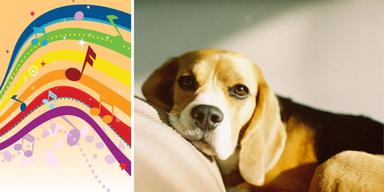 Noter och en beagle ligger i en soffa. Hunden Jude, en beagle, ber Alexa sätta på musik när han vill ligga i soffan och mysa