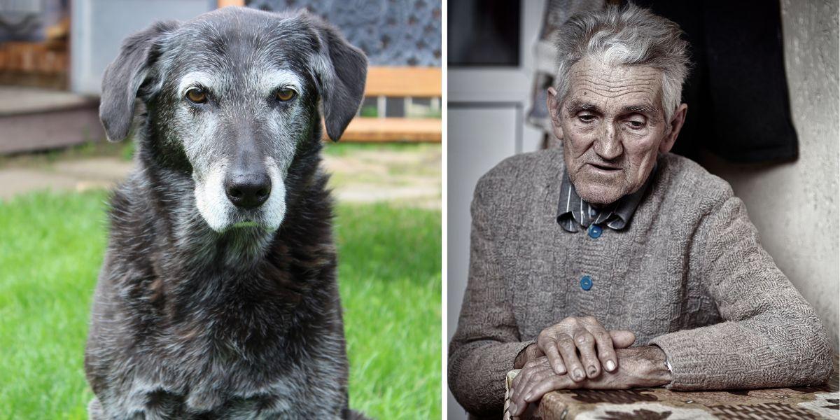 En gammal hund och en gammal man. Både hundar och människor grånar när de åldras och vi drabbas även av liknande ålderskrämpor. Forskning om hundars åldrande kan hjälpa oss bättre förstå vår egen åldrandeprocess.
