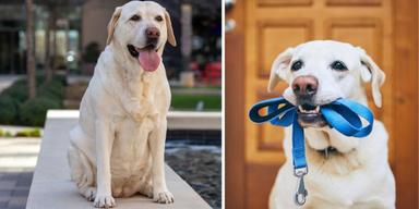En överviktig hund och en hund som vill gå ut. Enligt en undersökning rastar var tredje ung hundägare sina hundar för lite och var fjärde ung hundägares hund är överviktig.